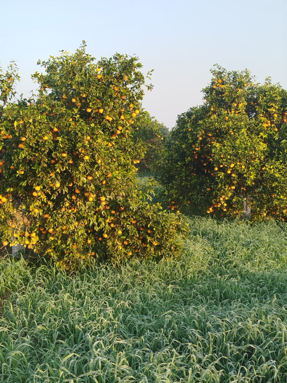 Lush Kinnow Trees in Goraya Farm