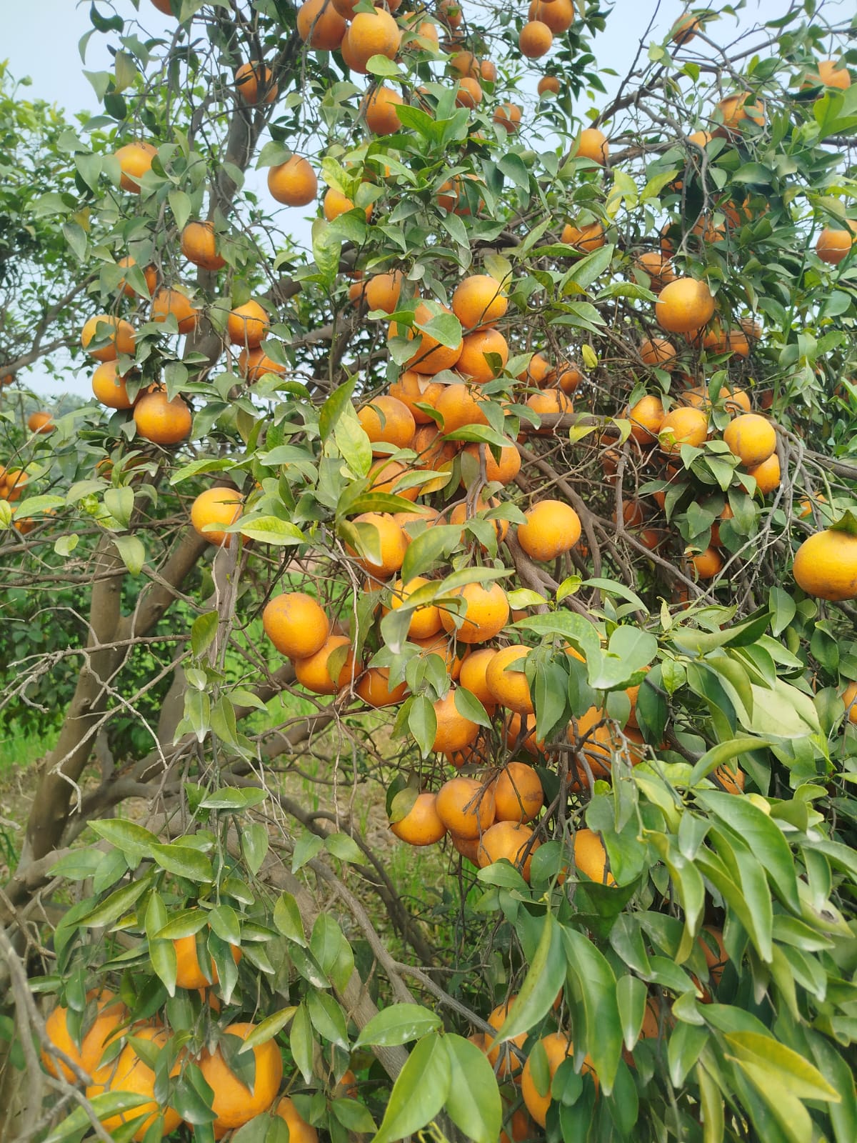 Cluster of fresh kinnows