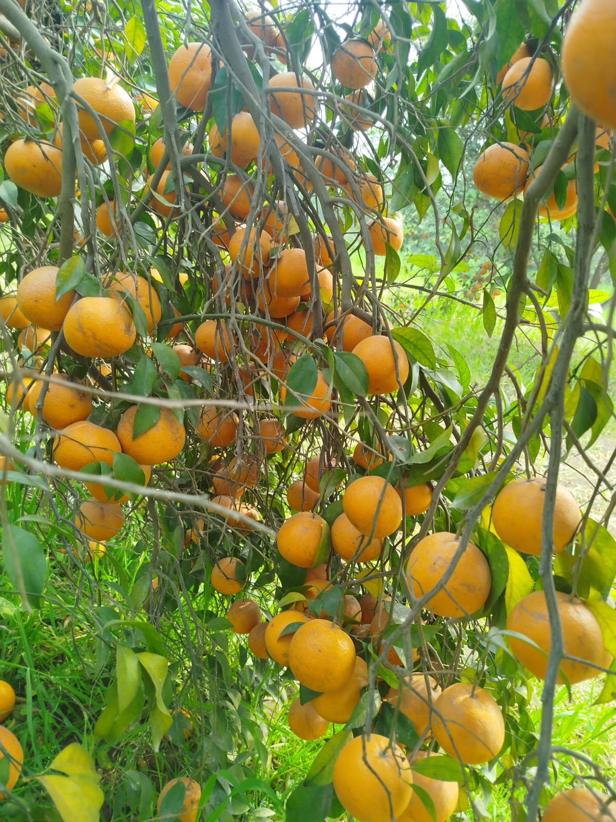Closeup Kinnow Orange