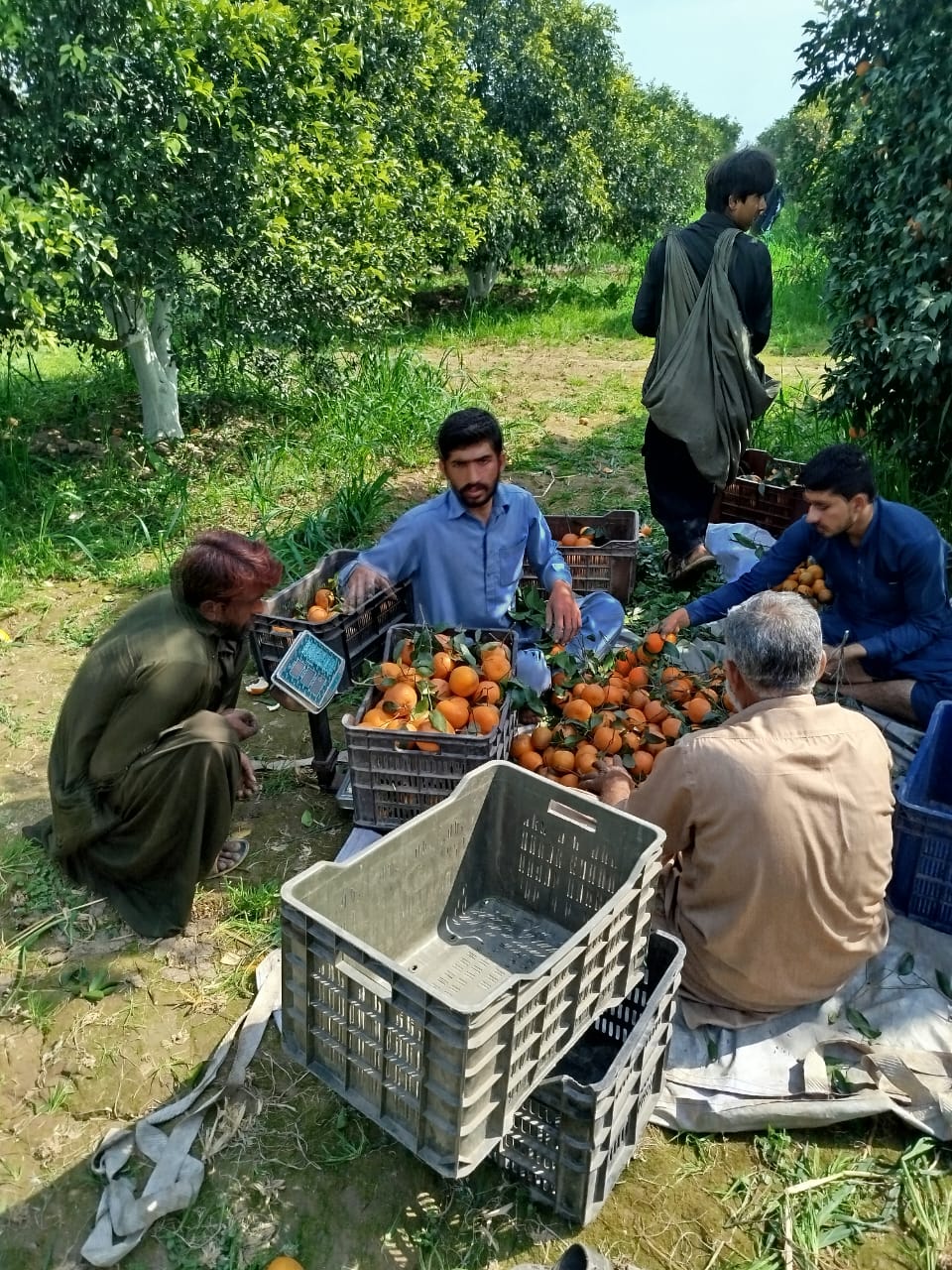 Fruit Gathering in the Field