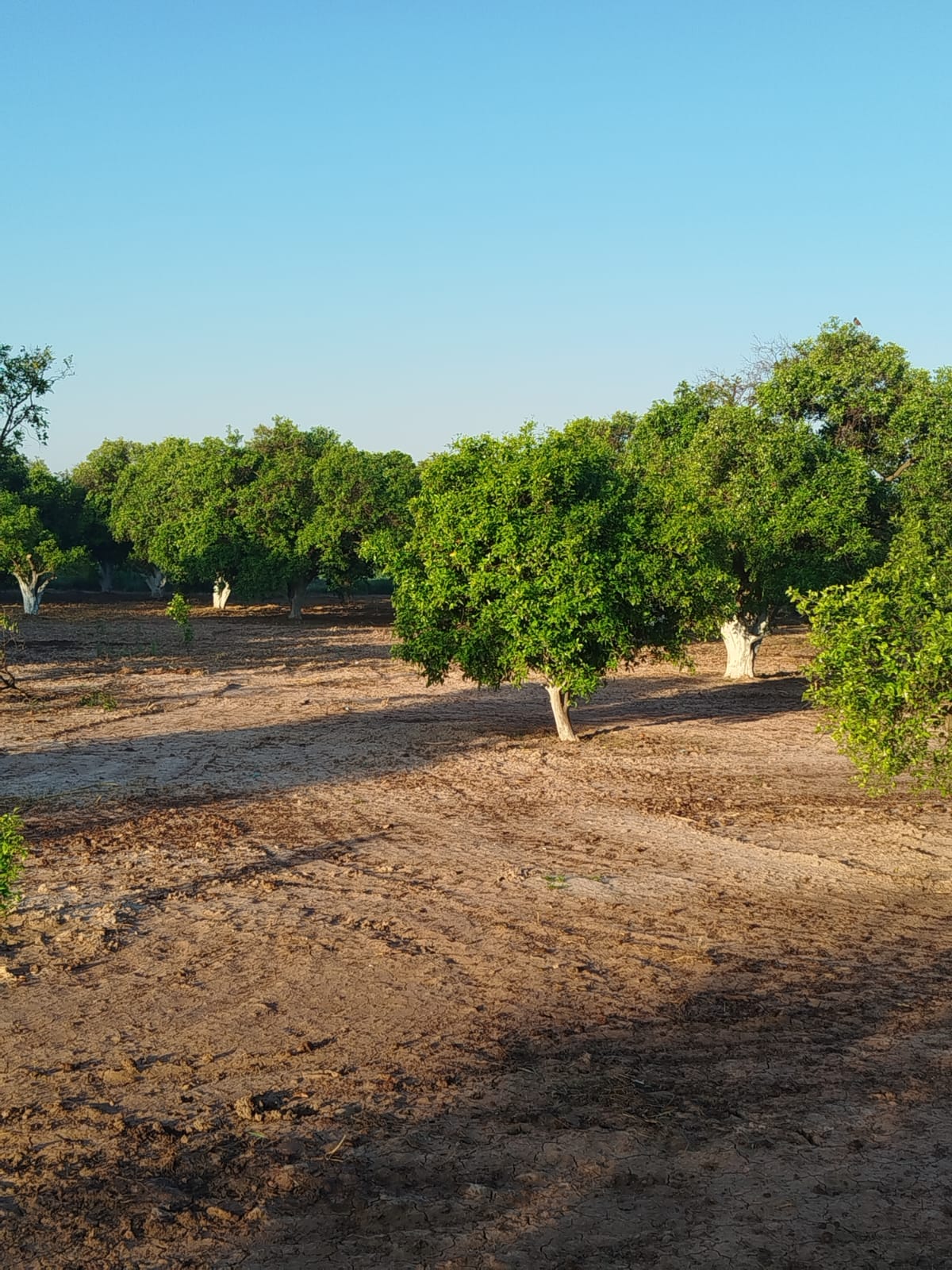 Vast 25 Acres Orchard View