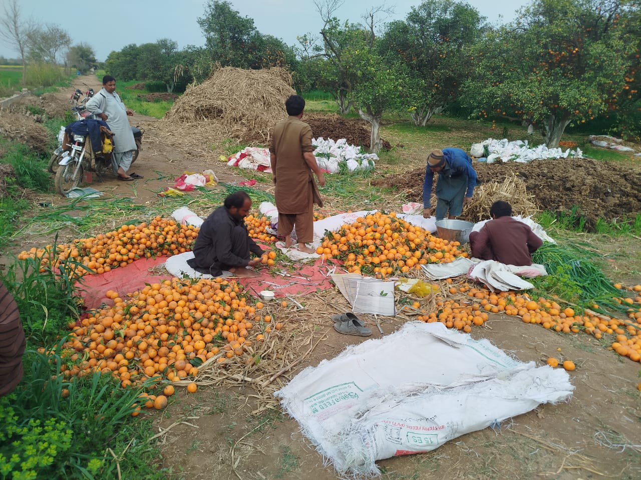 Workers Sorting Freshly Harvested Kinnows