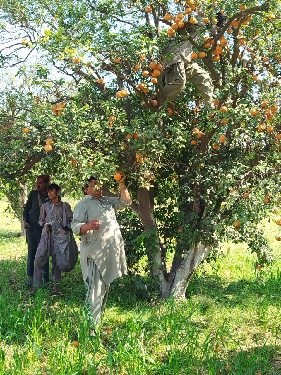 Sorting Heap of Kinnow Oranges