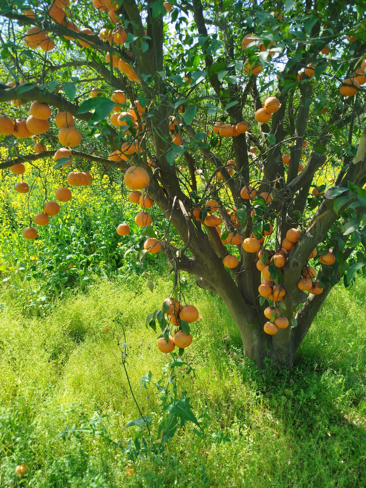 Massive Kinnow Harvest on Tree