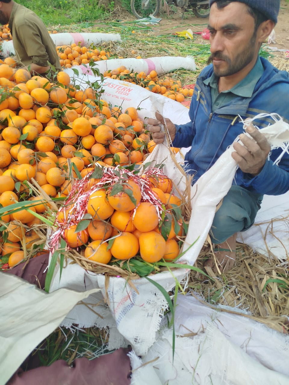 Weighing and Bagging Kinnows